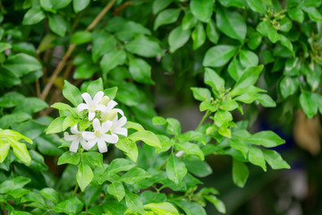 Thai orange Jasmine, white orange jasmine flower with green leaves blooming on tree in the garden. White flower of Orange Jasmine, Andaman satinwood, Cosmetic bark tree.