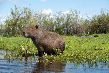 Capybara and cayman in Ibera Wetlands, Argentina