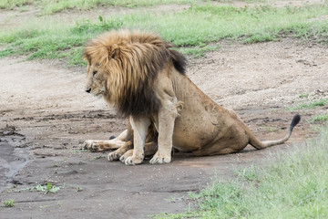 Naklejka premium Panthera leo Big lion lying on savannah grass. Landscape with characteristic trees on the plain and hills in the background