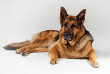 german shepherd dog on white background