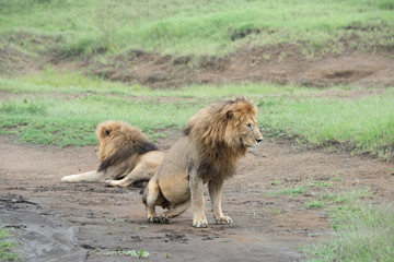 Panthera leo Big lion lying on savannah grass. Landscape with characteristic trees on the plain and hills in the background