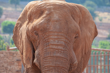 Fototapeta na wymiar Detail of an African elephant in its habitat, inside a safari reserve