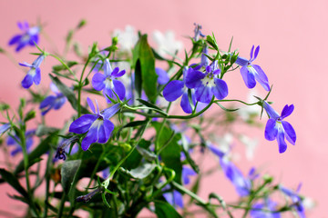 Fototapeta na wymiar Blue and white Lobelia Erinus in a pot on the balcony