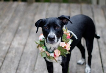 Terrier Mix all dressed up