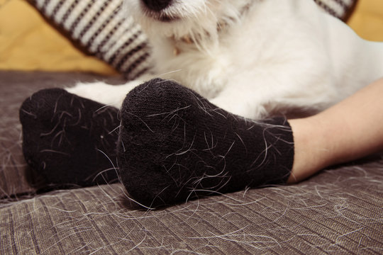 PET, CAT OR DOG HAIR ON BLACK SOCKS CLOTH DURING SHEDDING SEASON