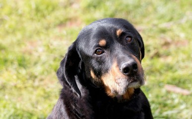 Beauceron