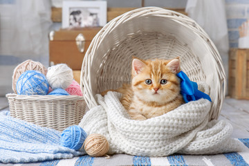 Cute kitten with a bow in a basket with balls of yarn