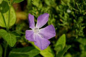 purple flower in garden