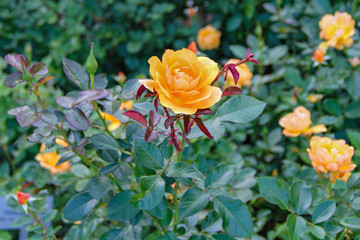 Opened Bud of Orange Garden Rose