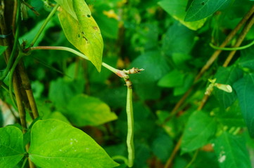 Long beans are growing