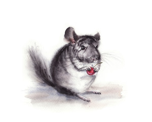 hand drawn watercolor  illustration of gray fluffy  chinchilla isolated on white background with cherry in the paw. little mouse, rat