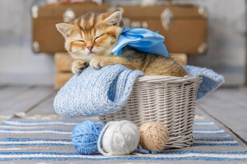 Cute kitten with a bow sleeping in a basket with balls of yarn