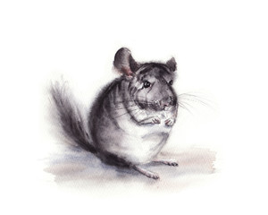 Obraz premium hand drawn watercolor illustration of gray fluffy chinchilla isolated on white background. little mouse, rat