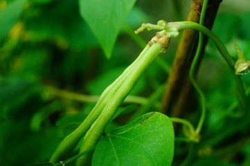 Long beans are growing