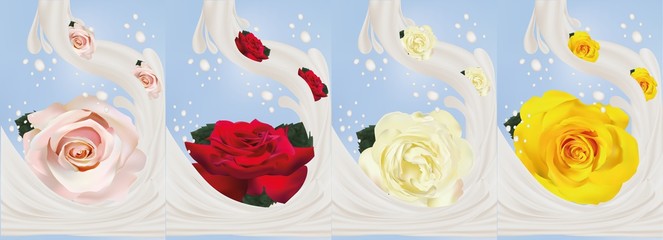 3d realistic rose with milk splashes close-up. Beautiful roses yellow, red, white and beige. Vector illustration. Milk splashed and roses.