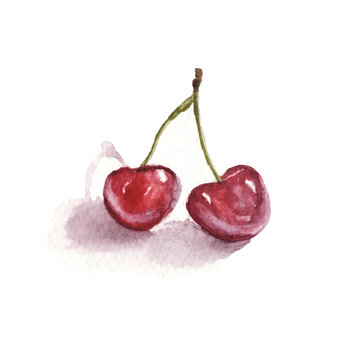 hand drawn watercolor illustration of juicy red sweet cherry isolated on white background. watercolor sketch