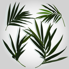Fototapeta premium Vector realistic palm leaf isolated on a white background. Tropical leaves. Exotic plant. Botanical design element.