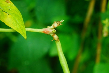 Long beans are growing