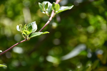 Fototapeta premium plante 