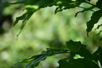 Fototapeta na wymiar plante 