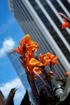 spring urban flowers blooming