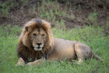 Plakat Panthera leo Big lion lying on savannah grass. Landscape with characteristic trees on the plain and hills in the background