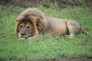 Panthera leo Big lion lying on savannah grass. Landscape with characteristic trees on the plain and hills in the background