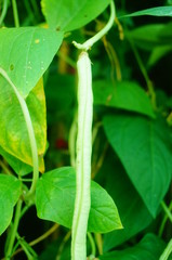 Long beans are growing