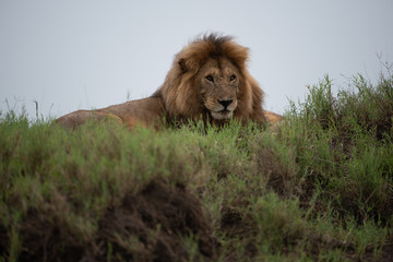 Plakat Panthera leo Big lion lying on savannah grass. Landscape with characteristic trees on the plain and hills in the background