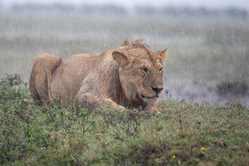 Panthera leo Big lion lying on savannah grass. Landscape with characteristic trees on the plain and hills in the background