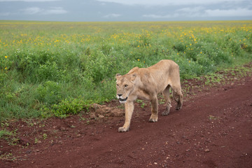 Panthera leo Big lion lying on savannah grass. Landscape with characteristic trees on the plain and hills in the background