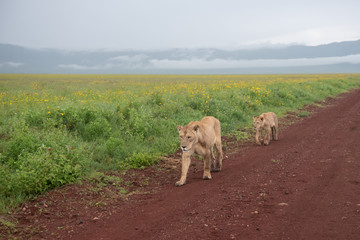 Panthera leo Big lion lying on savannah grass. Landscape with characteristic trees on the plain and hills in the background