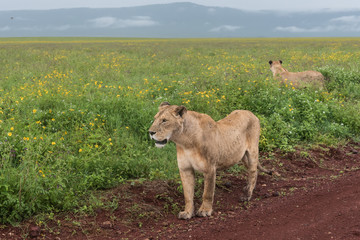Panthera leo Big lion lying on savannah grass. Landscape with characteristic trees on the plain and hills in the background