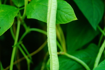 Long beans are growing