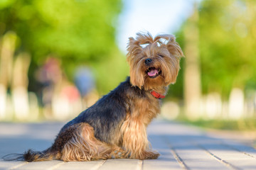 Portrait of a Yorkshire Terrier in the park. Photographed close-up with a highly blurred background.