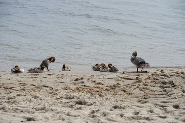 Vögel der Ostsee: Sägerfamilie am Strand