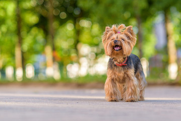 Portrait of a Yorkshire Terrier in the park. Photographed close-up with a highly blurred background.