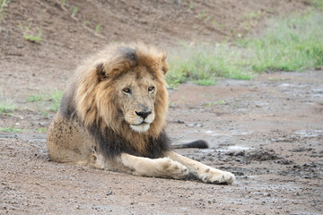 Panthera leo Big lion lying on savannah grass. Landscape with characteristic trees on the plain and hills in the background