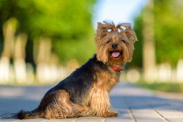 Portrait of a Yorkshire Terrier in the park. Photographed close-up with a highly blurred background.