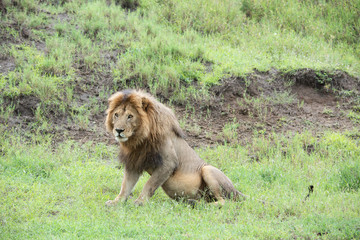 Panthera leo Big lion lying on savannah grass. Landscape with characteristic trees on the plain and...