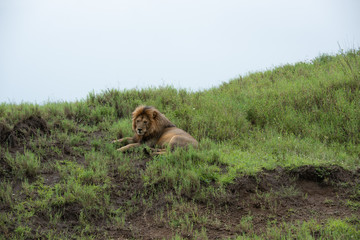 Panthera leo Big lion lying on savannah grass. Landscape with characteristic trees on the plain and hills in the background
