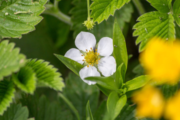 весна цветение яблони