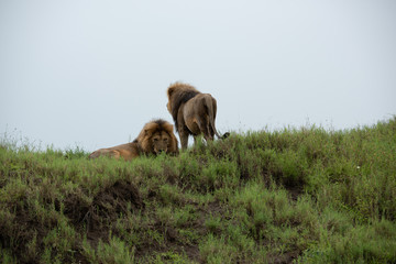 Panthera leo Big lion lying on savannah grass. Landscape with characteristic trees on the plain and hills in the background