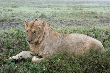 Panthera leo Big lion lying on savannah grass. Landscape with characteristic trees on the plain and hills in the background