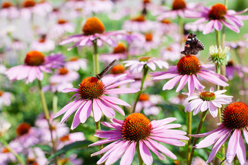 Close up of pink Echinacea flowers