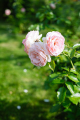 Close-up of pink roses in a garden.