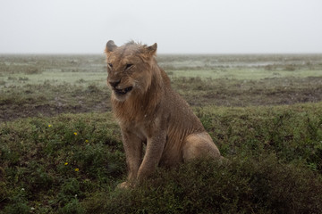 Fototapeta na wymiar Panthera leo Big lion lying on savannah grass. Landscape with characteristic trees on the plain and hills in the background