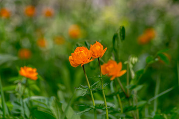 лето огоньки