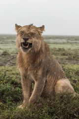 Panthera leo Big lion lying on savannah grass. Landscape with characteristic trees on the plain and hills in the background