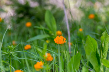 летнее разнотравье огоньки